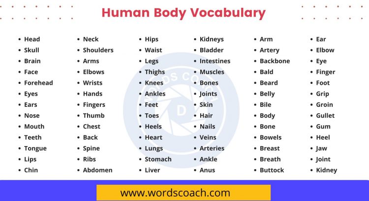 Human Body vocabulary - wordscoach.com