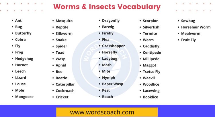 Worms & Insects Vocabulary - wordscoach.com