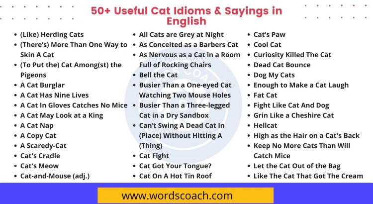 50+ Useful Cat Idioms & Sayings in English - wordscoach.com