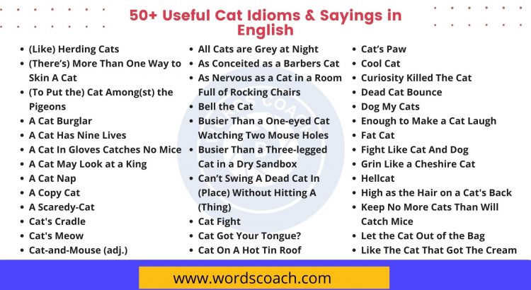 50 Cat Idioms and Phrases - Owlcation