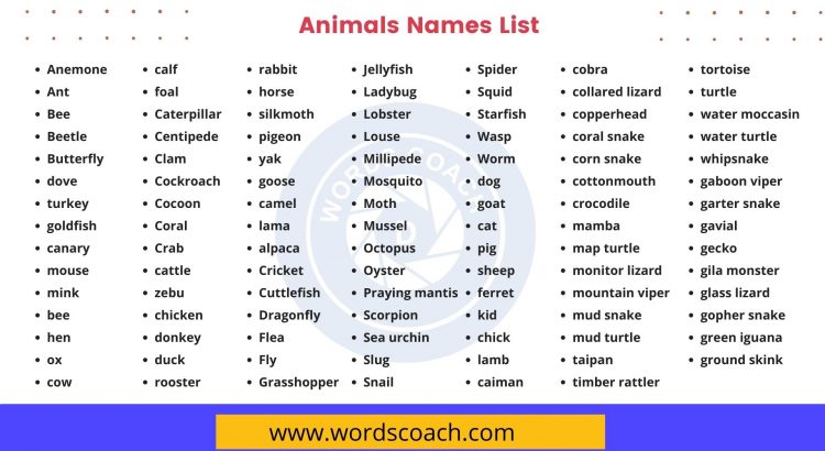100 Animals Names, Animals Names List - Word Coach