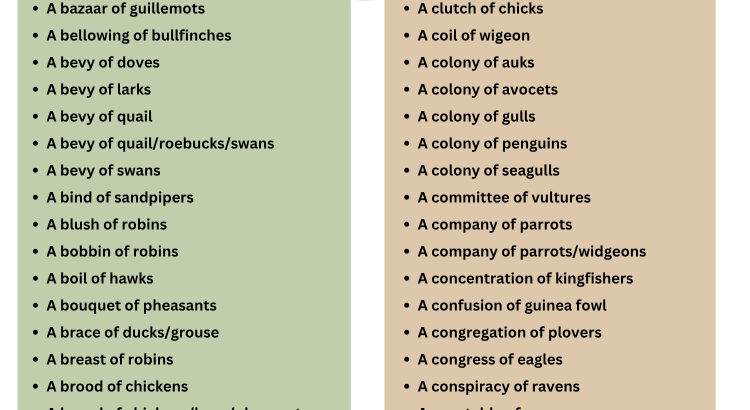 Collective Nouns for Birds - wordscoachcom